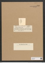 Rhaphoneis ? elliptica Castrac. (de-Toni-Nr.: Genus 78, Species 2823) Zeichnungen Sammlung Grunow Nr. 5785 (NHMW-BOT-W0374185)
